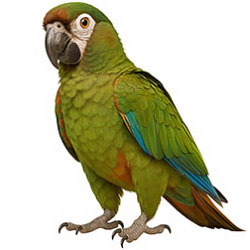 Mini-Macaws